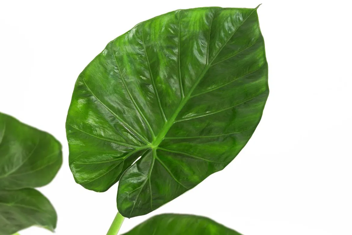 Pfeilblatt - Alocasia macrorrhiza
