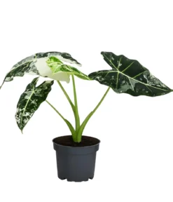 Pfeilblatt - Alocasia micholitziana 'Frydek' variegata, panaschiert