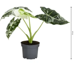 Pfeilblatt - Alocasia micholitziana 'Frydek' variegata, panaschiert