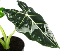 Pfeilblatt - Alocasia micholitziana 'Frydek' variegata, panaschiert