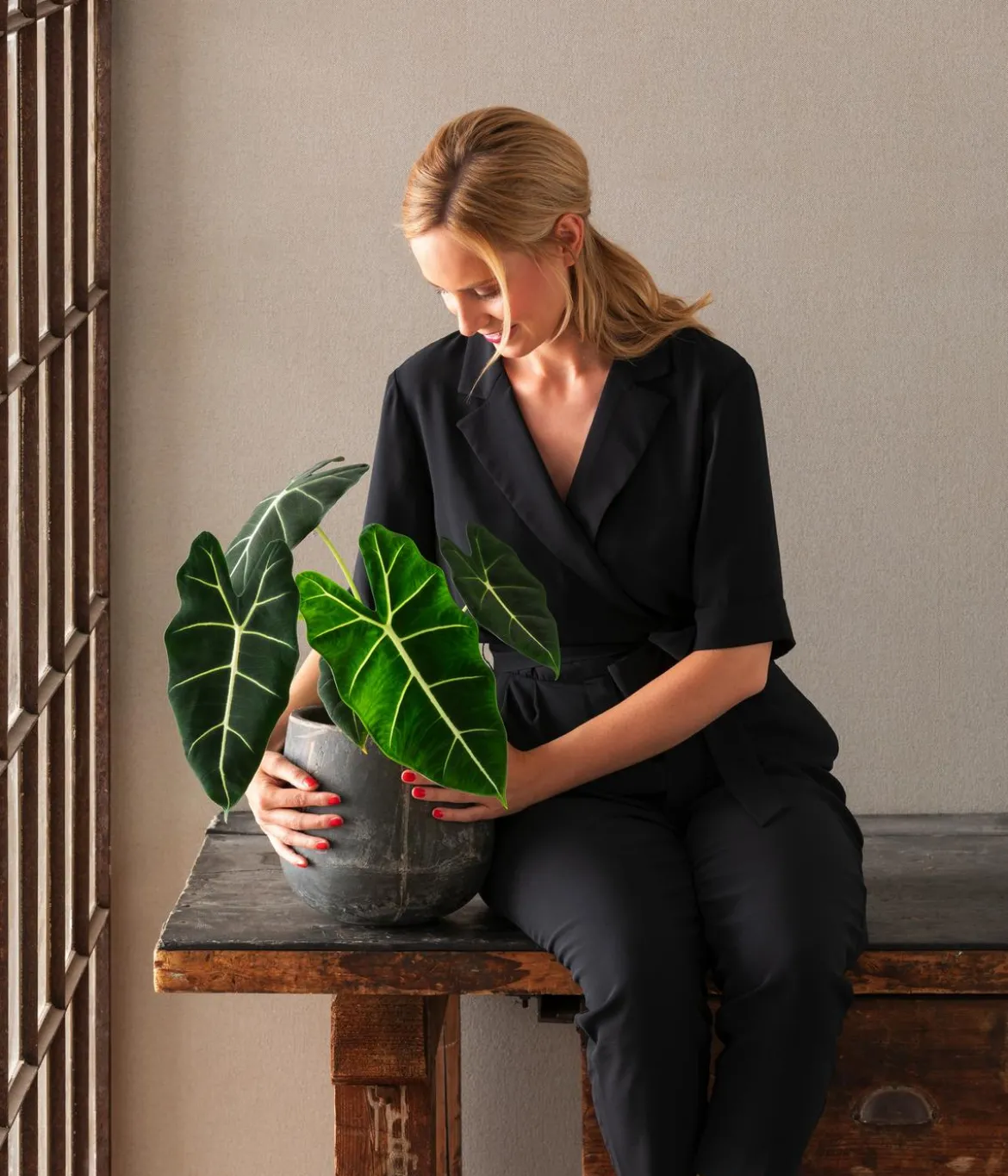 Pfeilblatt - Alocasia micholitziana 'Frydek'
