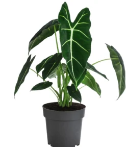 Pfeilblatt - Alocasia micholitziana 'Frydek'