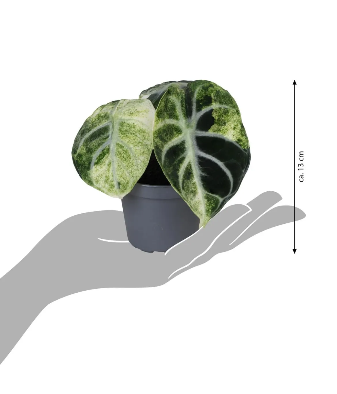 Pfeilblatt - Alocasia 'Ninja' variegata