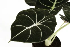 Pfeilblatt - Alocasia reginula 'Black Velvet'