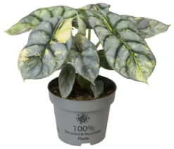Pfeilblatt - Alocasia 'Silver Dragon' variegata
