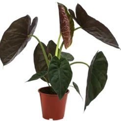 Pfeilblatt - Alocasia 'Wentii'