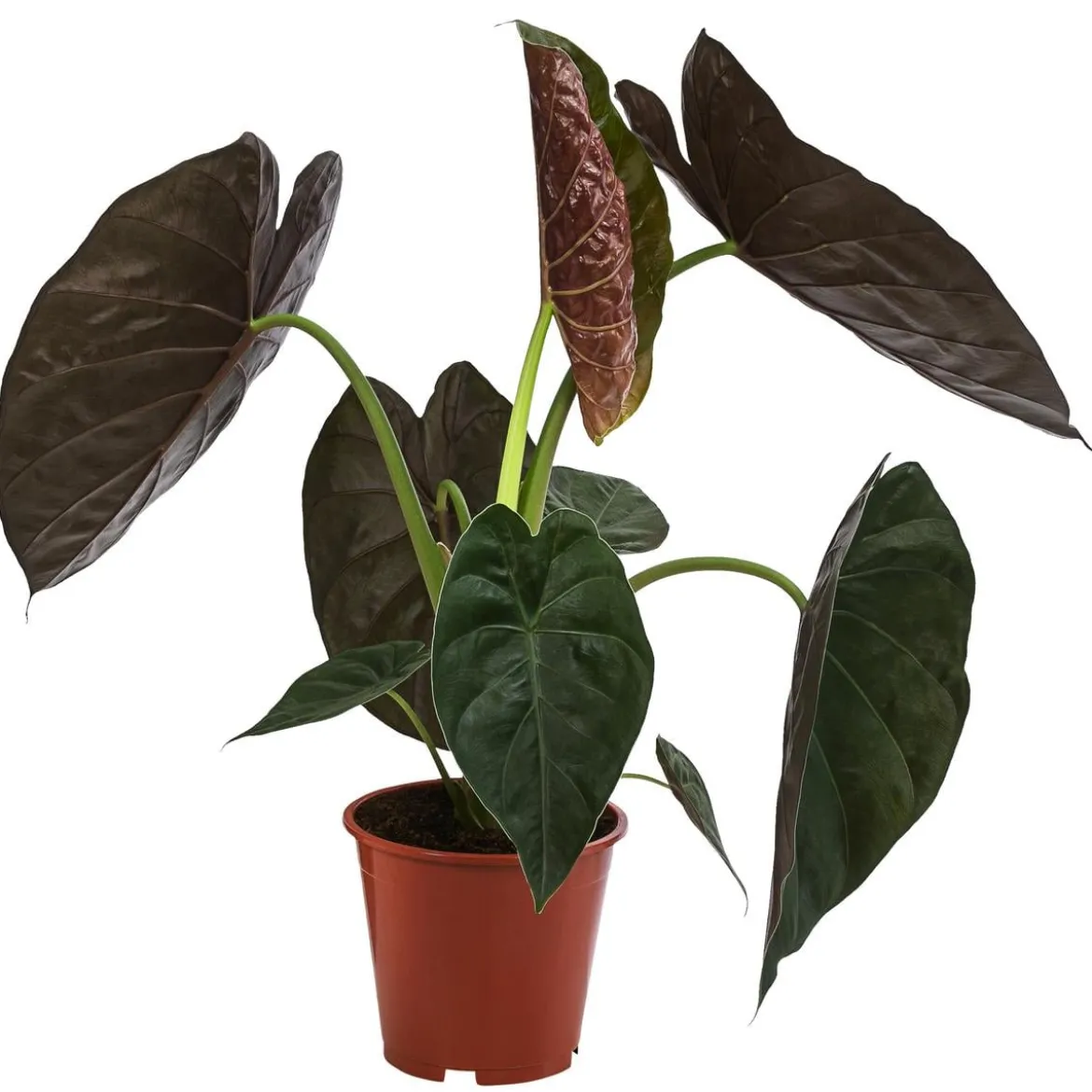Pfeilblatt - Alocasia 'Wentii'