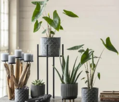 Pfeilblatt - Alocasia zebrina