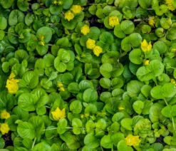 Pfennigkraut