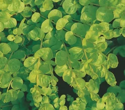 Pfennigkraut 'Goldilocks'