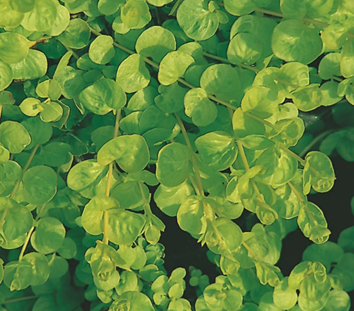 Pfennigkraut 'Goldilocks'