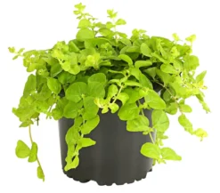 Pfennigkraut 'Goldilocks'