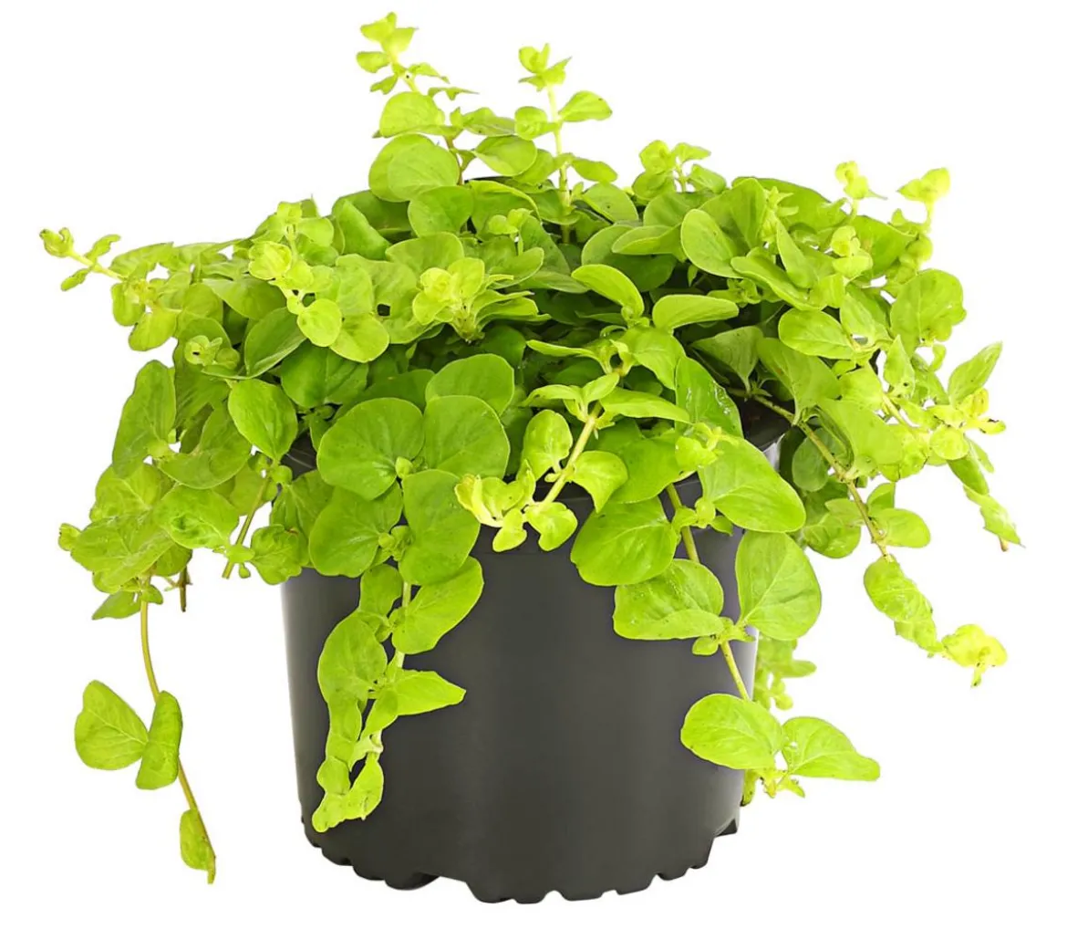 Pfennigkraut 'Goldilocks'