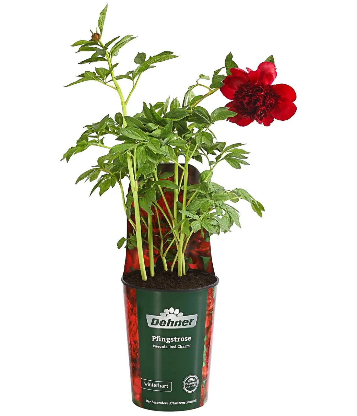 Pfingstrose 'Red Charm'