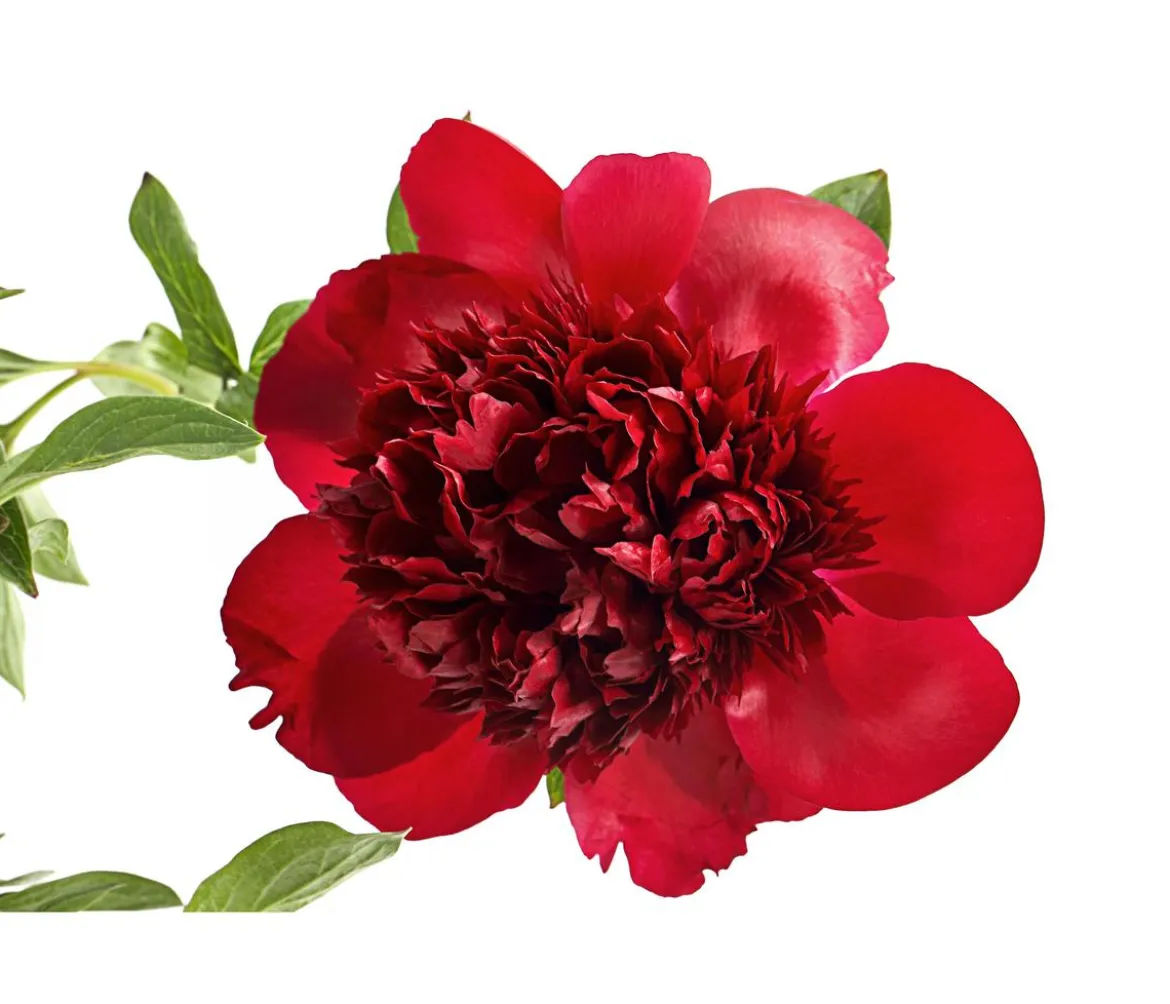 Pfingstrose 'Red Charm'