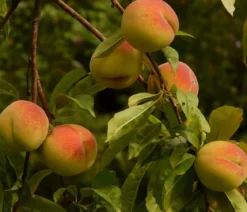 Pfirsich-Aprikose 'Pfirsicose®'