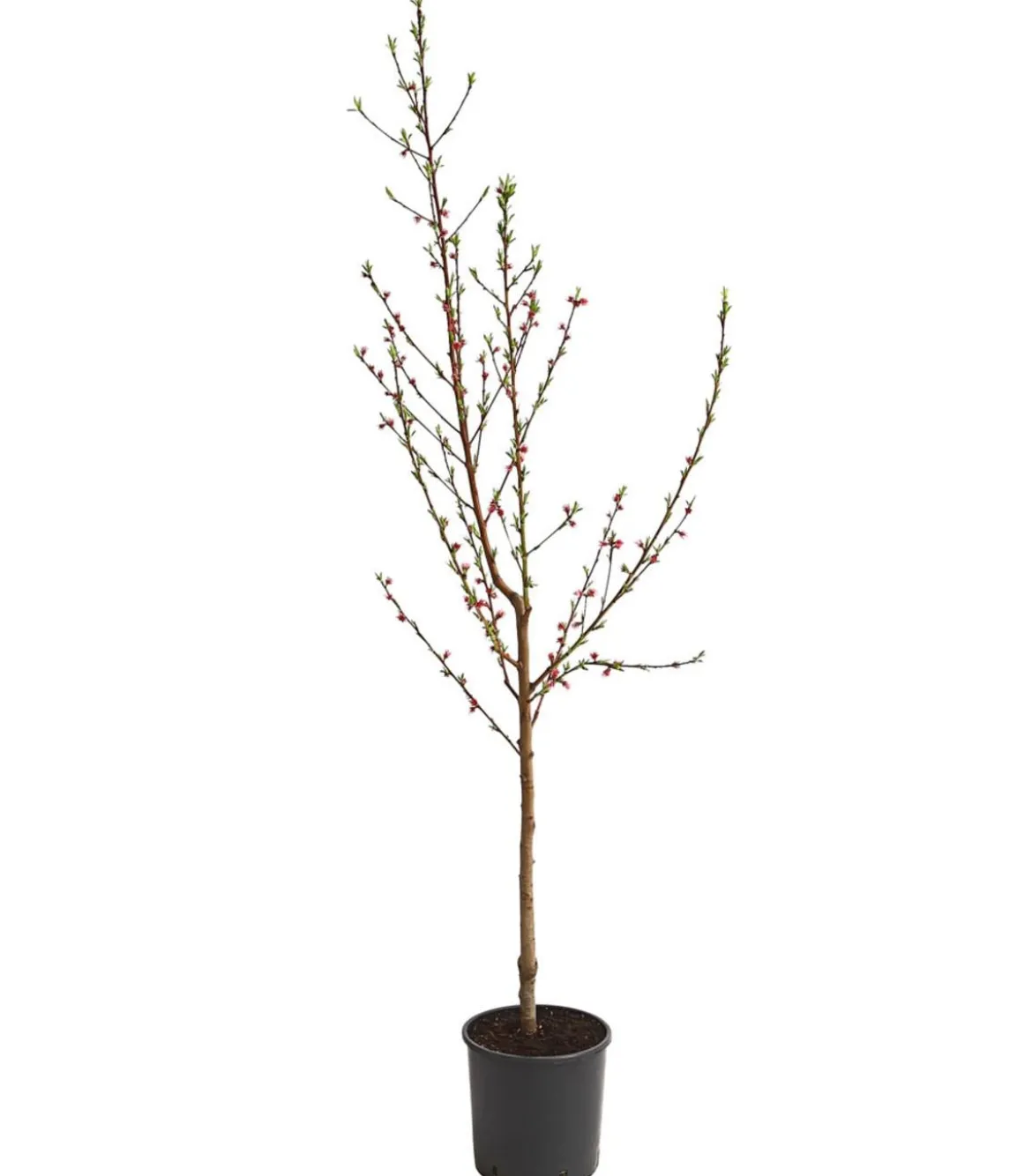 Pfirsich 'Benedicte'