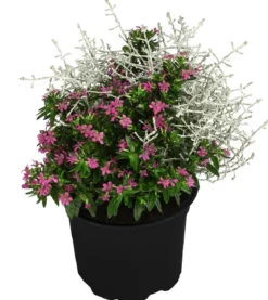 Pflanzen-Duo Herbstbrise, verschiedene Farben