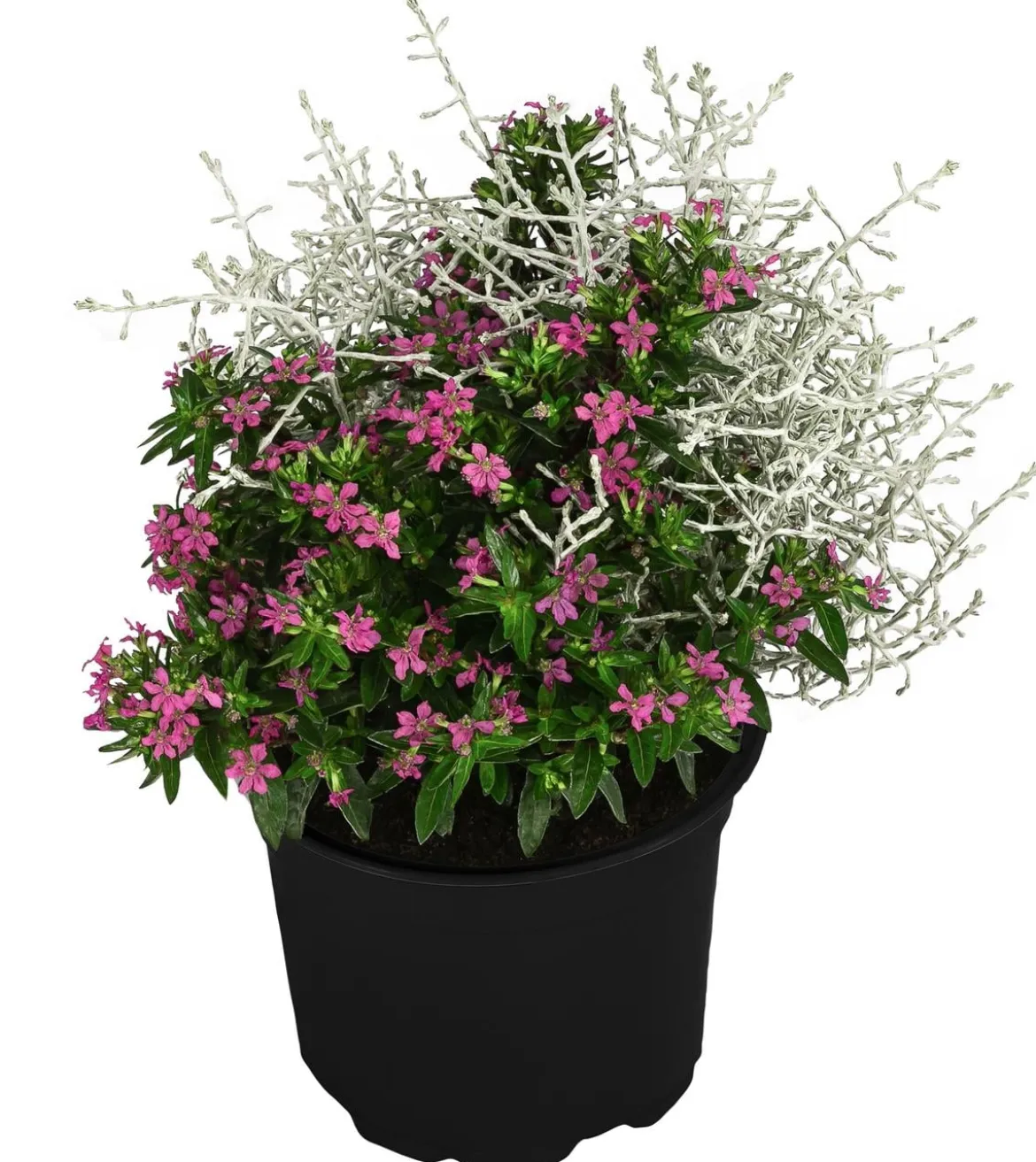 Pflanzen-Duo Herbstbrise, verschiedene Farben