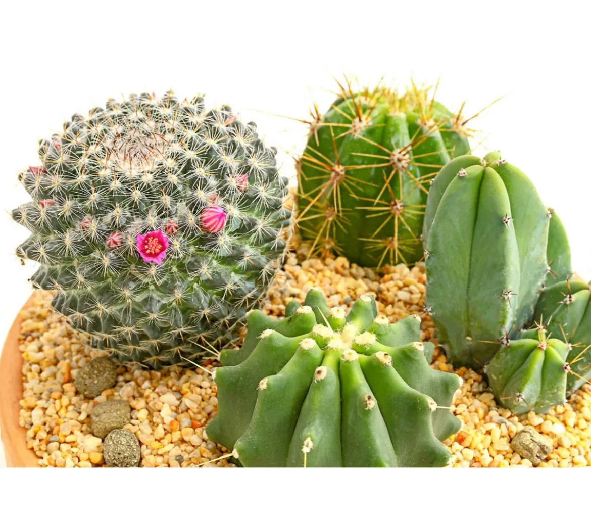 Pflanzenmix Kakteen-Quartett - Cactaceae, 4 Pflanzen in Schale