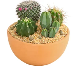 Pflanzenmix Kakteen-Quartett - Cactaceae, 4 Pflanzen in Schale