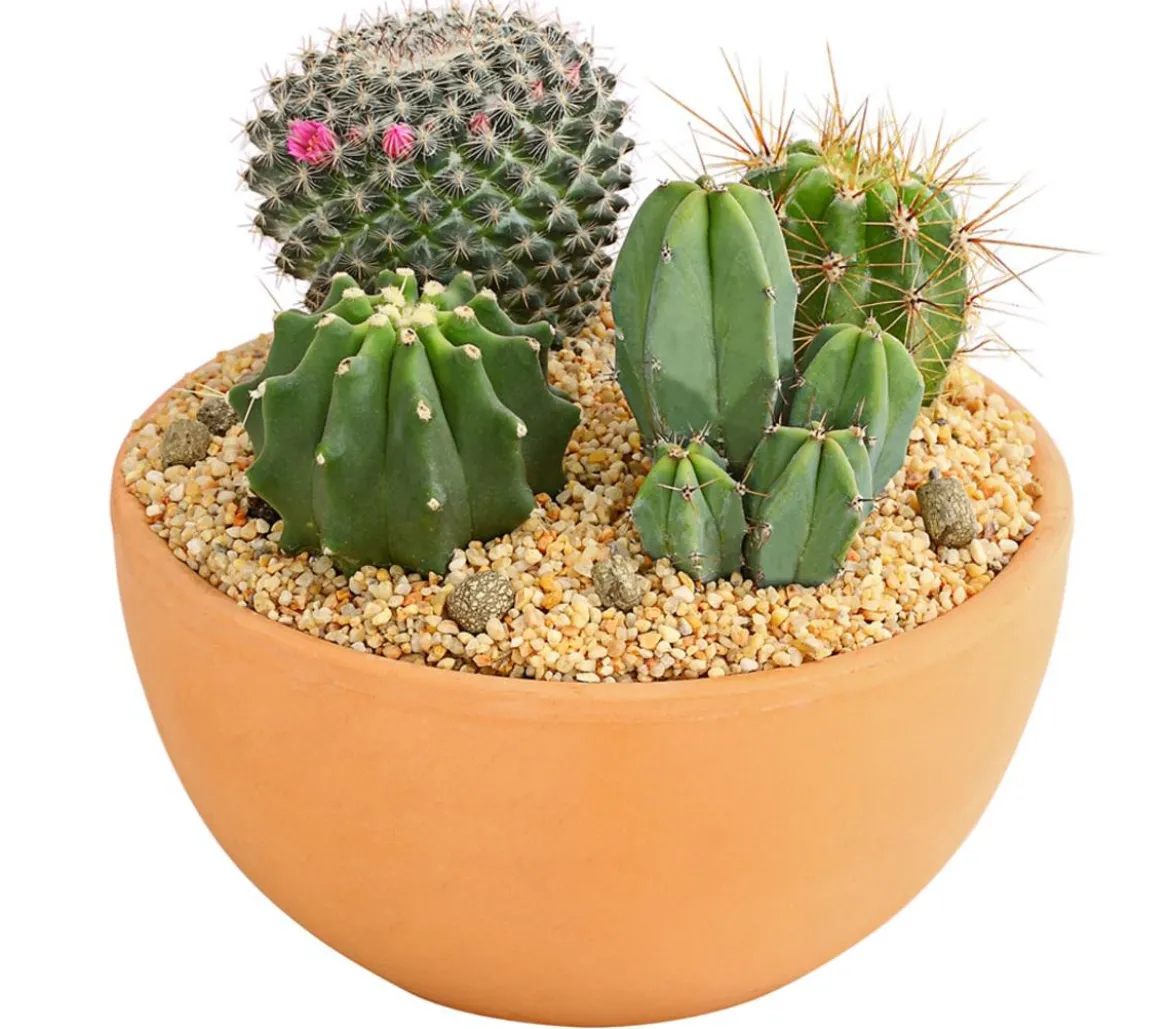 Pflanzenmix Kakteen-Quartett - Cactaceae, 4 Pflanzen in Schale