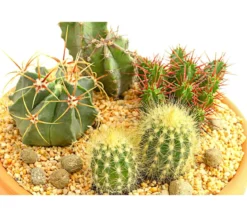 Pflanzenmix Kakteen-Quartett - Cactaceae, 4 Pflanzen in Schale