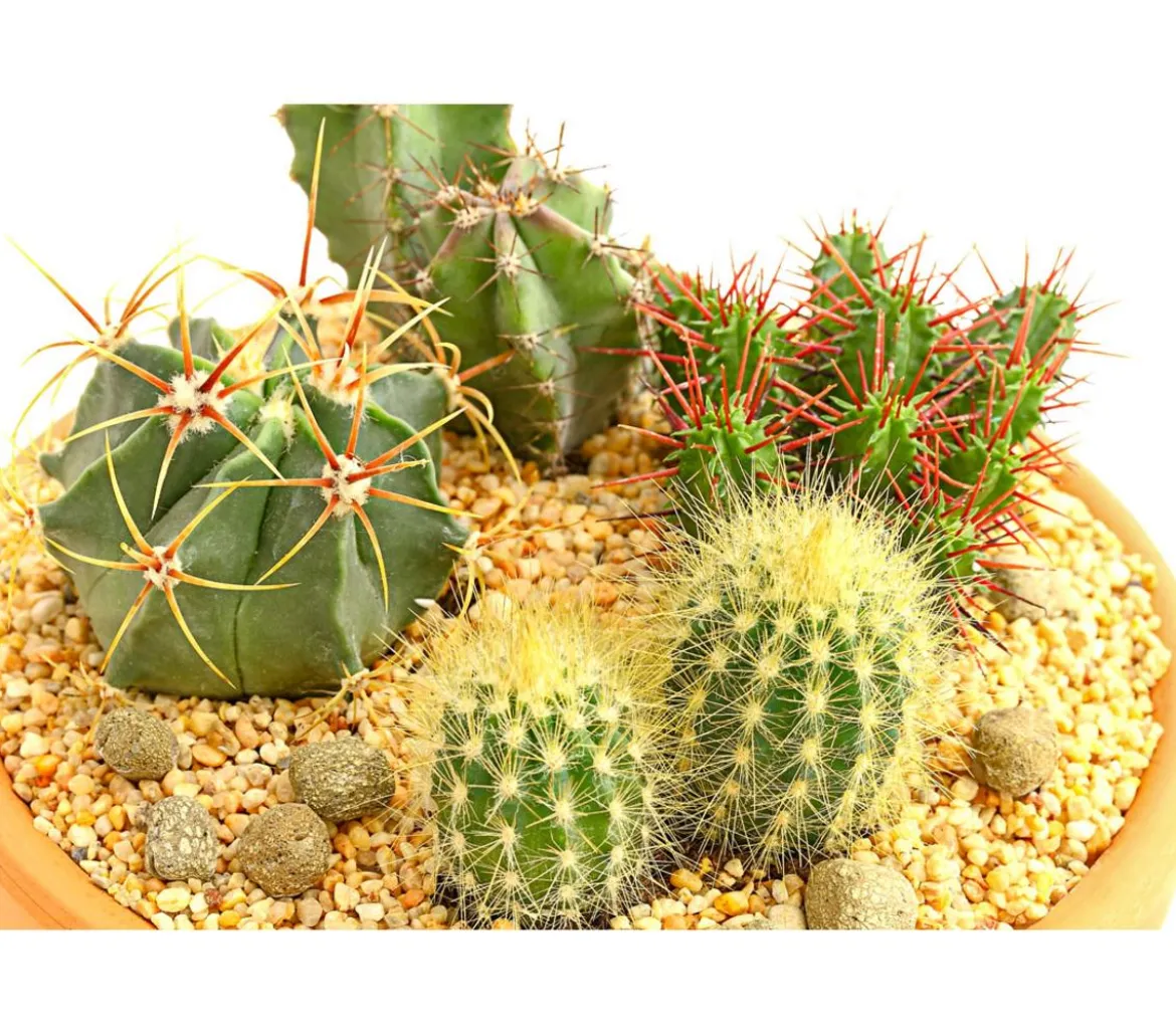 Pflanzenmix Kakteen-Quartett - Cactaceae, 4 Pflanzen in Schale
