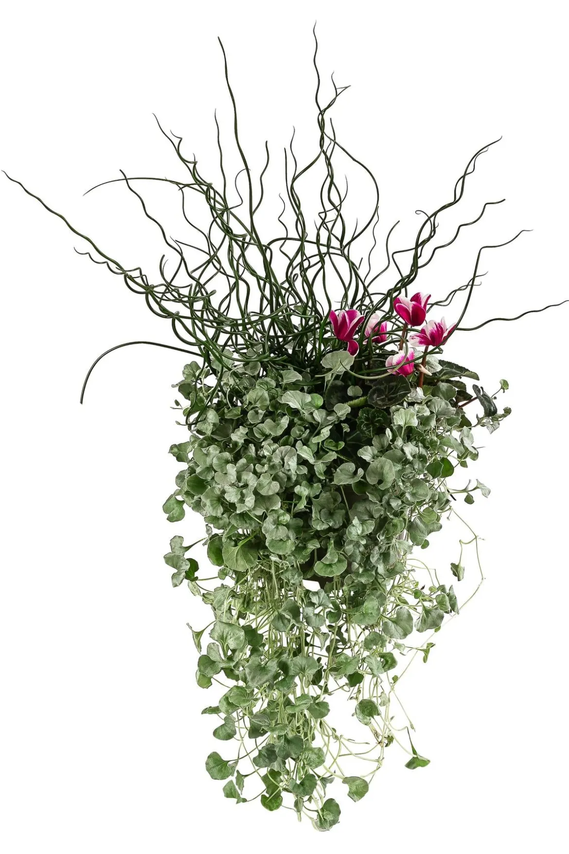 Pflanzen-Trio Herbsthexe, verschiedene Farben