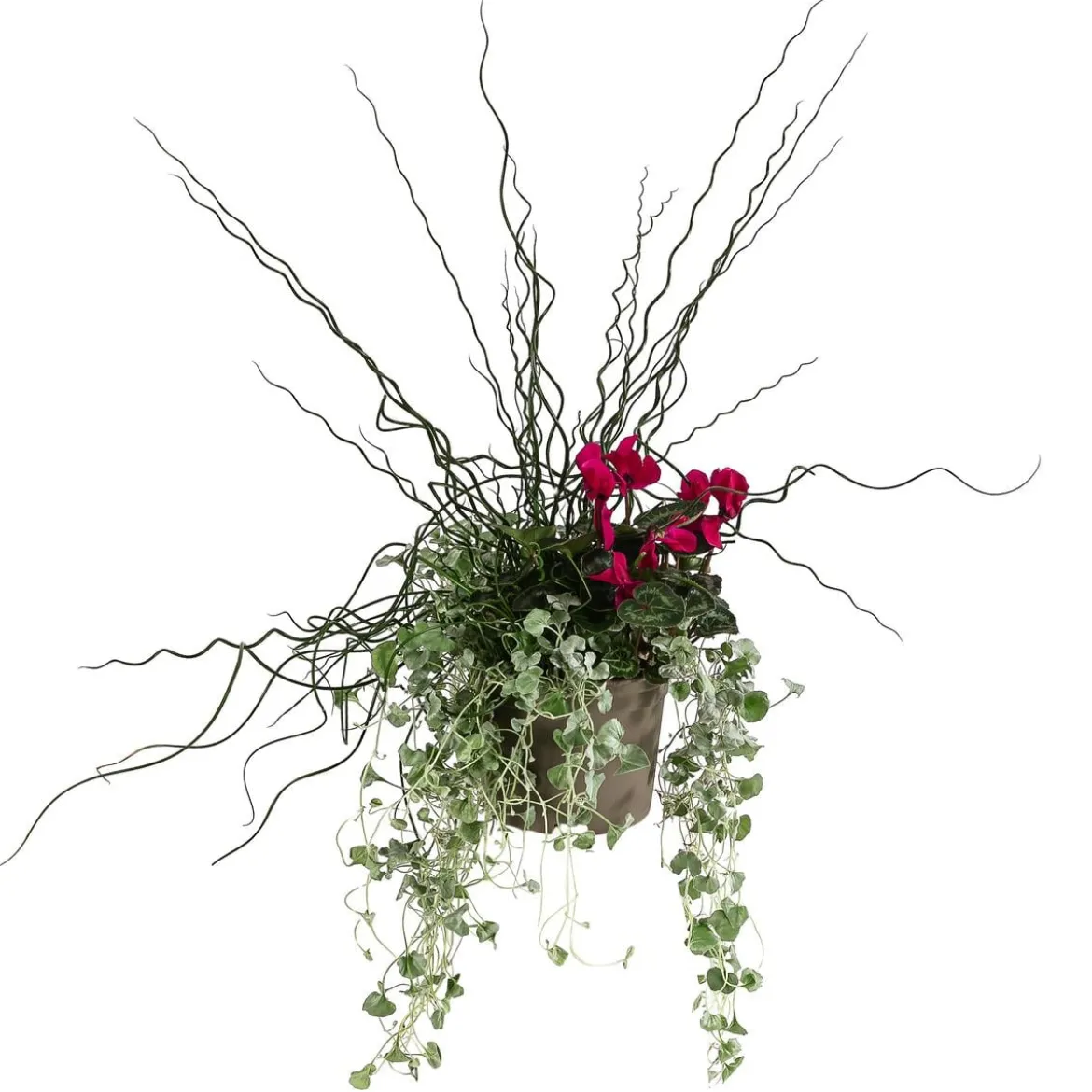 Pflanzen-Trio Herbsthexe, verschiedene Farben