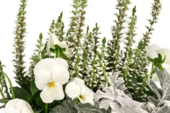 Pflanzen-Trio Herbstschmuck, verschiedene Farben