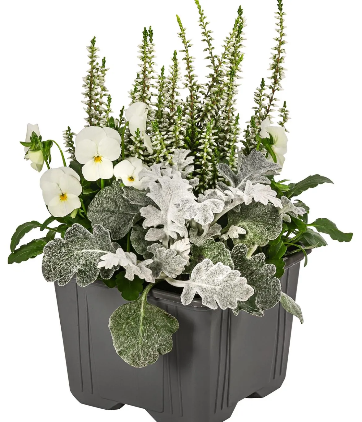 Pflanzen-Trio Herbstschmuck, verschiedene Farben