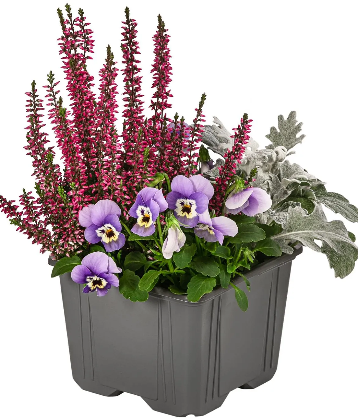 Pflanzen-Trio Herbstschmuck, verschiedene Farben