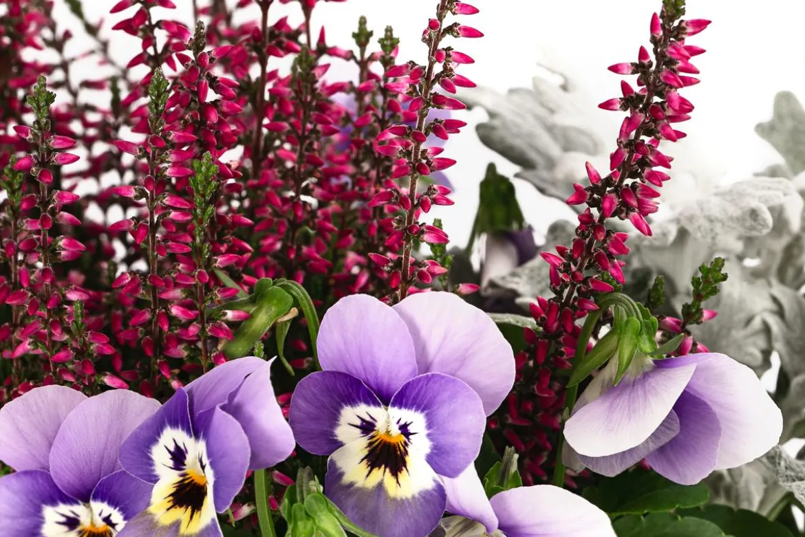 Pflanzen-Trio Herbstschmuck, verschiedene Farben