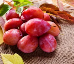 Pflaume 'Königin Viktoria'
