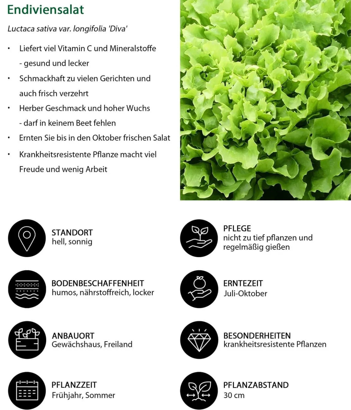 Pflücksalat 'Lollo Bionda', lausresistent, 12er Schale