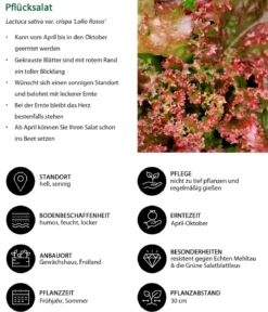 Pflücksalat 'Lollo Rosso', lausresistent, 12er Schale