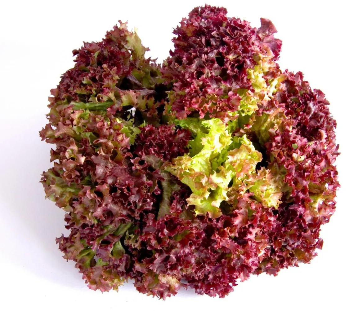 Pflücksalat 'Lollo Rosso', lausresistent, 12er Schale