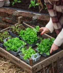 Pflücksalat 'Lollo Rosso', lausresistent, 12er Schale