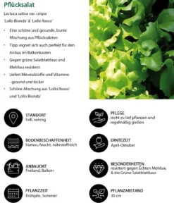 Pflücksalat-Mix, 12er Schale