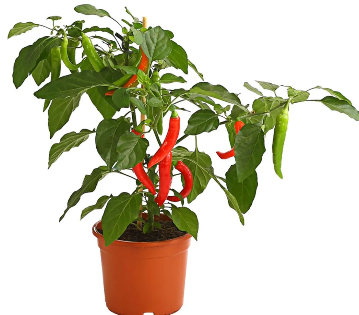 Pick-a-Hot Pep® Peperoni