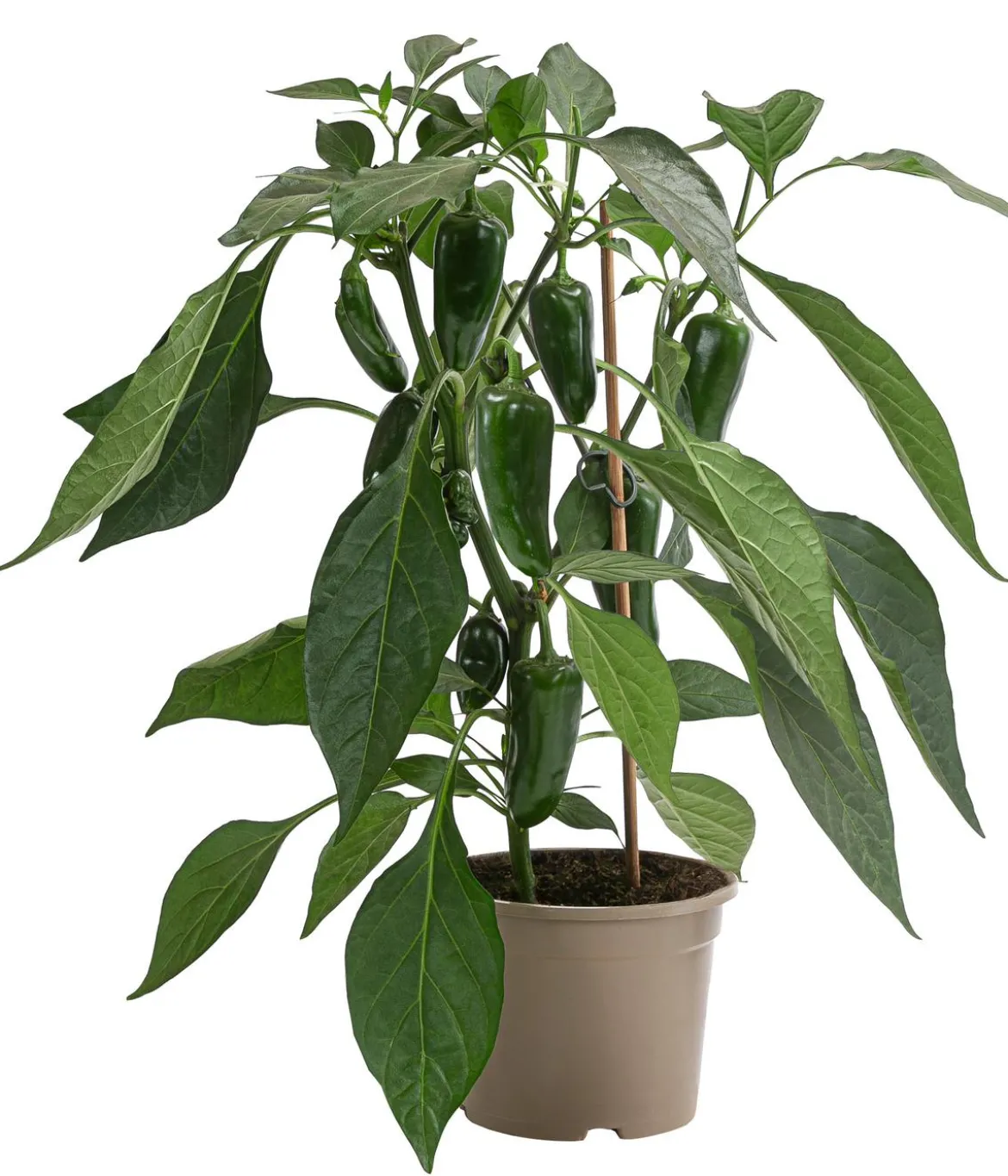 Pick-a-Pep® Chili 'Jalapeño'