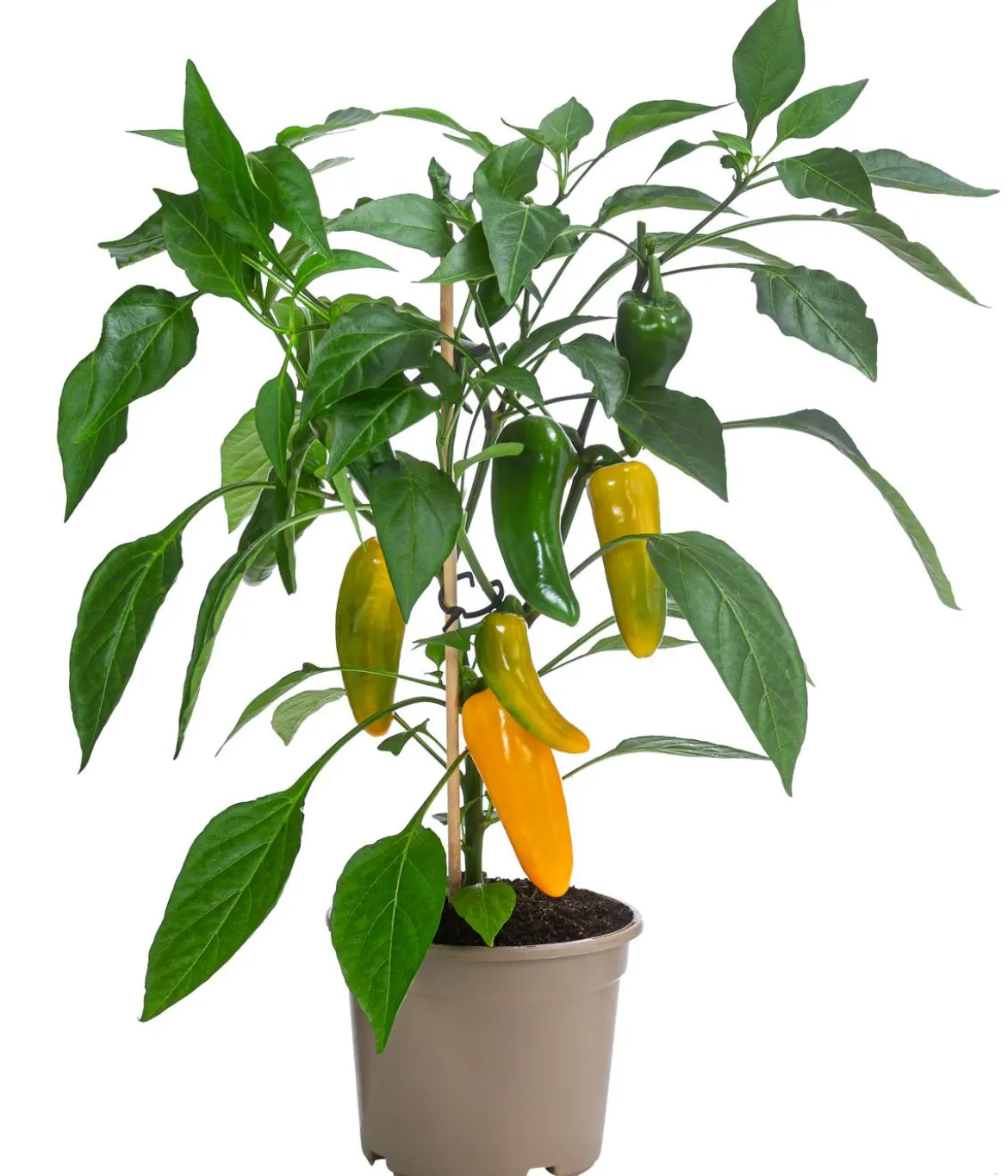 Pick-a-Pep® Paprika