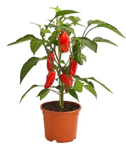 Pick-a-Pep® Snackpaprika