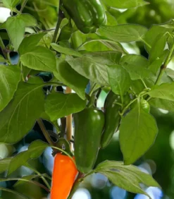Pick-a-Pep® Snackpaprika