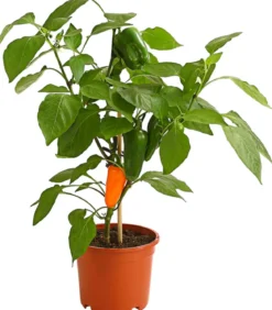 Pick-a-Pep® Snackpaprika