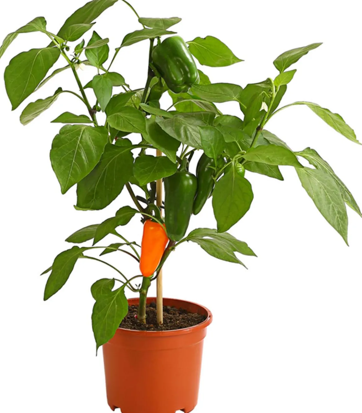 Pick-a-Pep® Snackpaprika