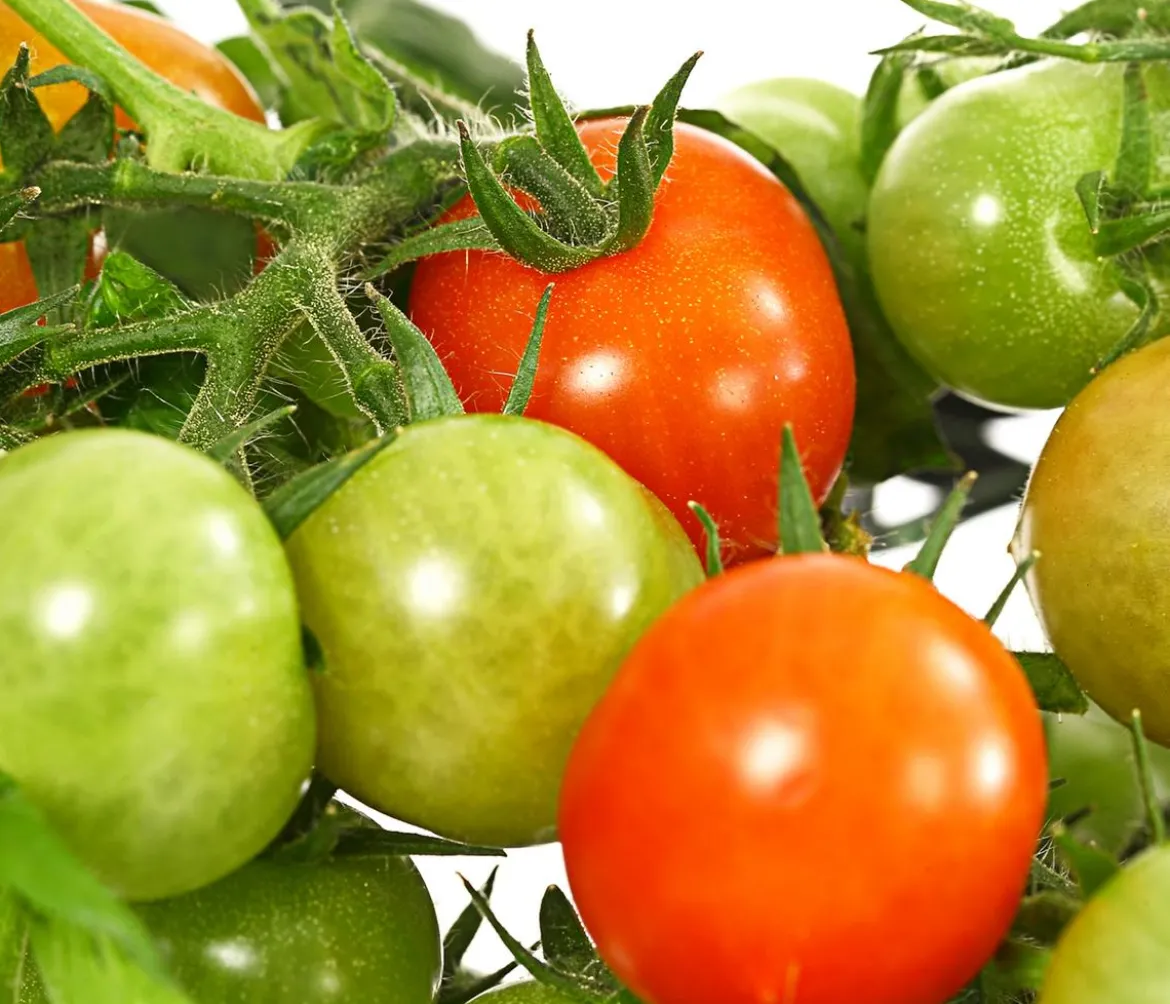 Pick-a-Tom® Cherrytomate