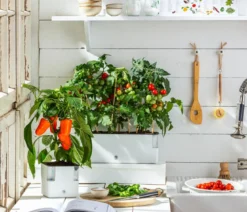 Pick-a-Tom® Cherrytomate