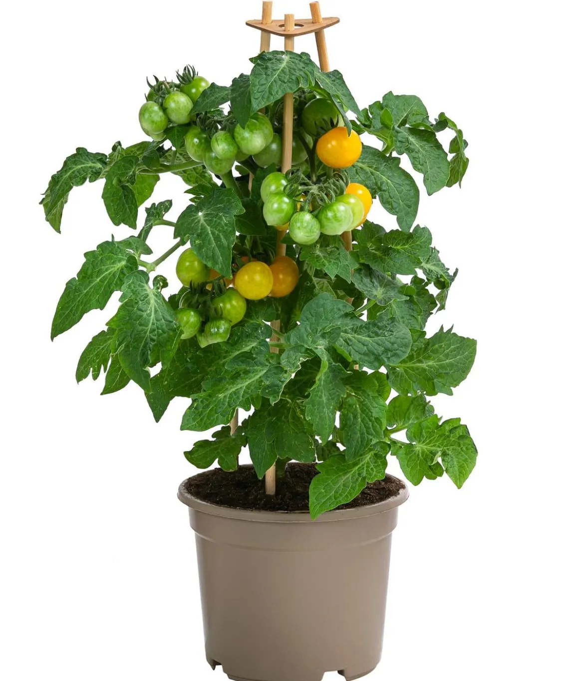 Pick-a-Tom® Cocktailtomate 'Candy'